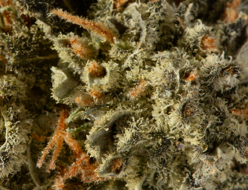 Astral Herbs - Blackberry Kush