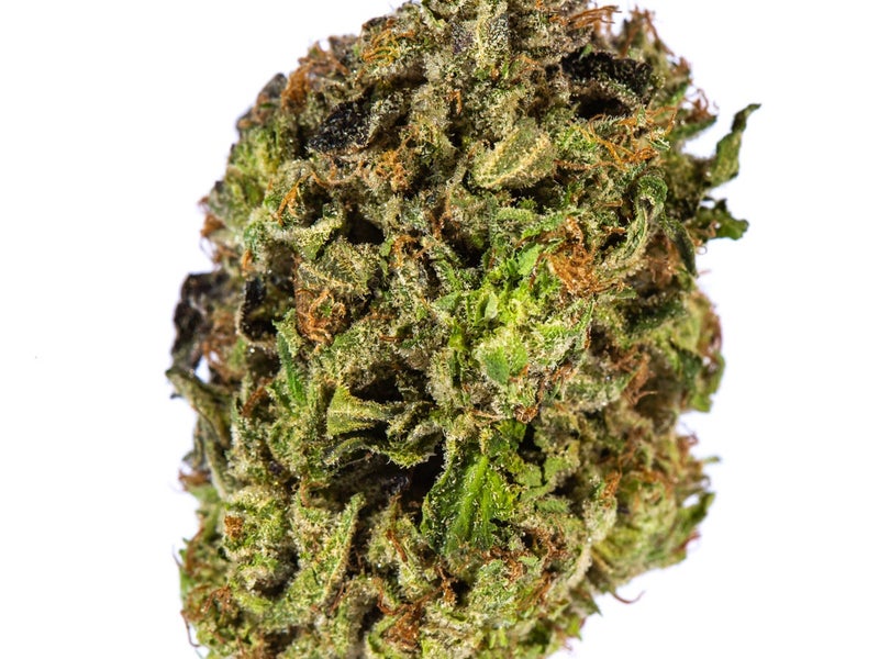 BC Legacy – King Louis