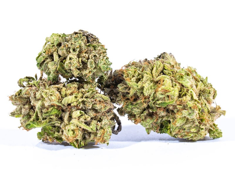 BC Legacy – King Louis