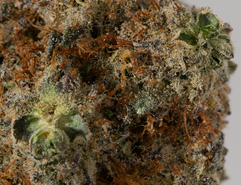 BC Legacy - Ice Cream Cake