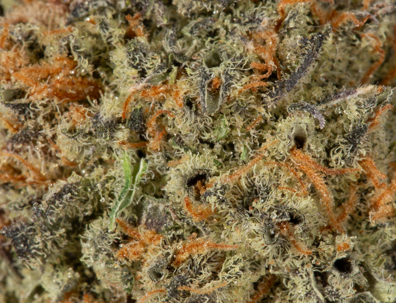 Platinum Blackberry (AAA+)