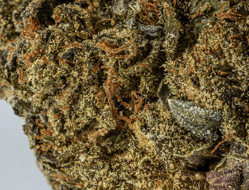 Astral Herbs – Black Afghani