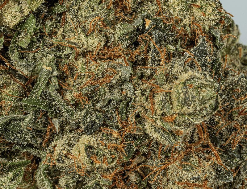 Astral Herb - Purple Kush