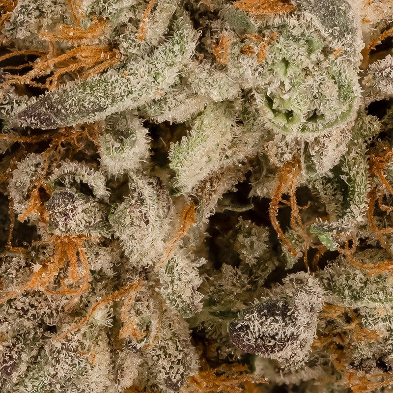 Cream Of The Crop - Animal Mintz