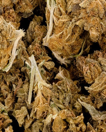 People's Choice - Cheese Quake