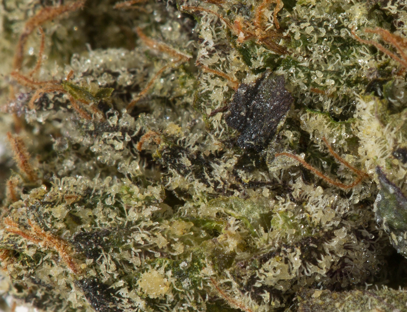 BC Legacy - Ghost Bubba