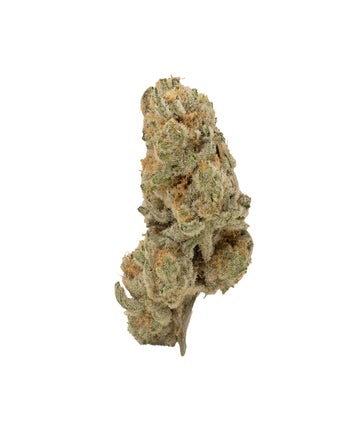 Cream Of The Crop - Platinum Gucci