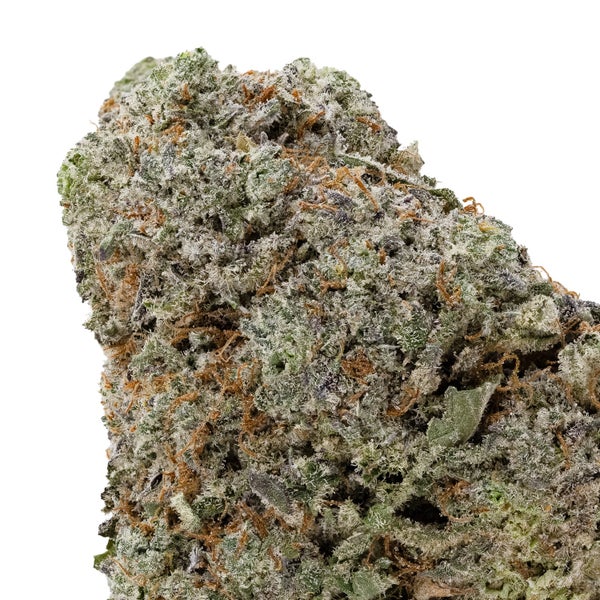 BlackDomina 04 2