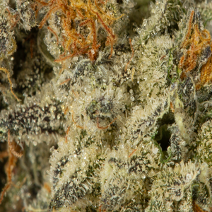 Bruce Banner 5a