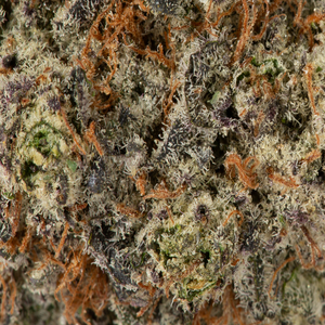 Purple Rhino 4a