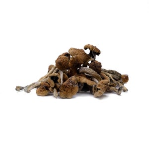 Malabar AmazeballsMushrooms 02