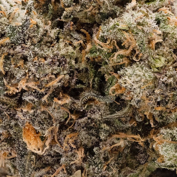 RainbowChip JungleRidge 05 1