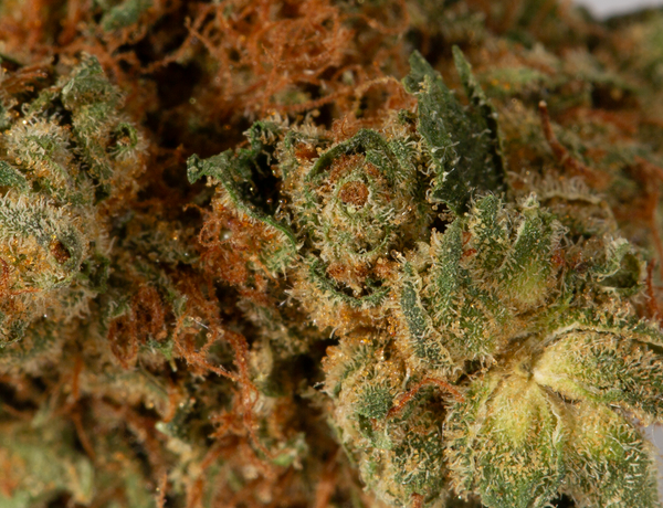 Jet Fuel 5