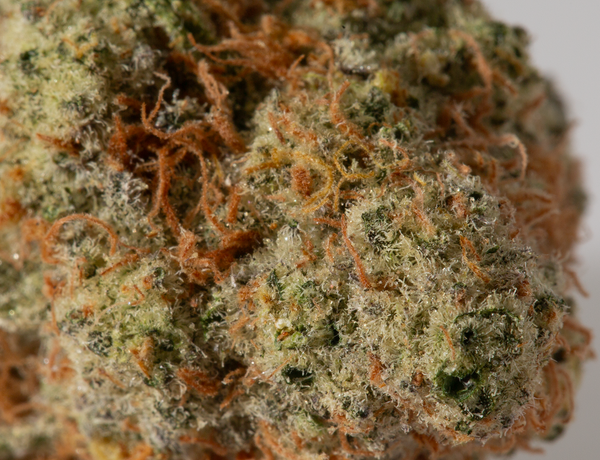 Goji OG 5 1 a