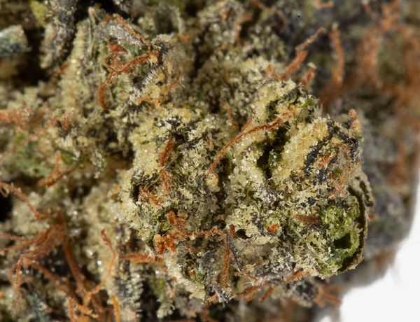 Master Bubba 5a 1