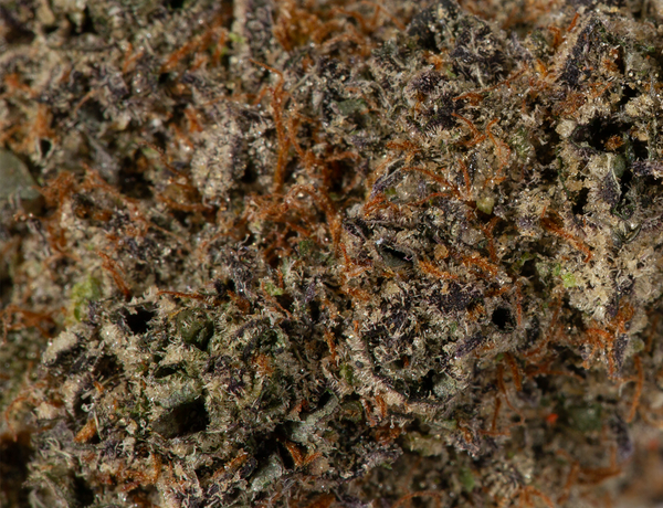 Phat Gorilla 5