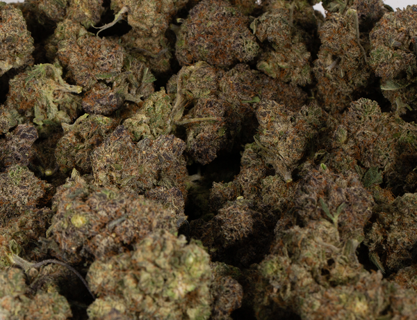 Phat Gorilla 6