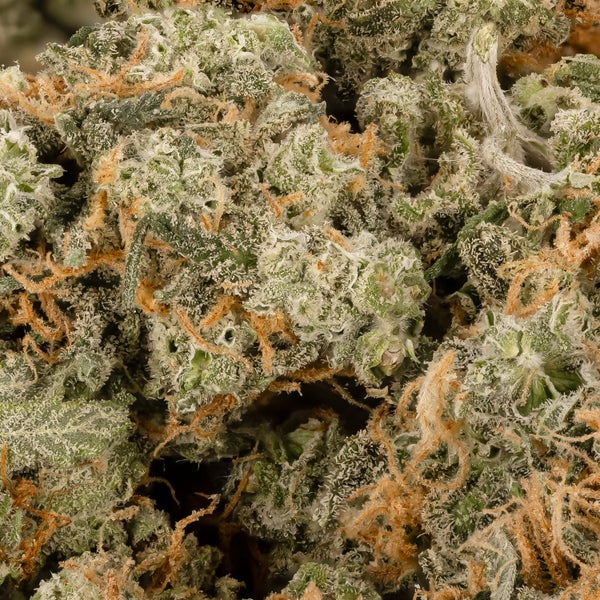 SunsetSherbetSmalls LuckyFarms 02
