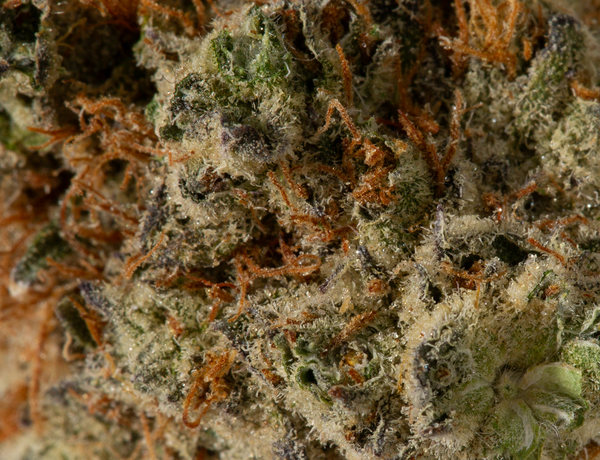 Yoda OG 5
