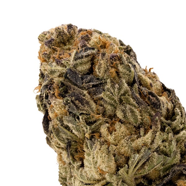 Comatose LuckyFarms 04