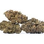 PURPLEKUSH-3-min.jpg