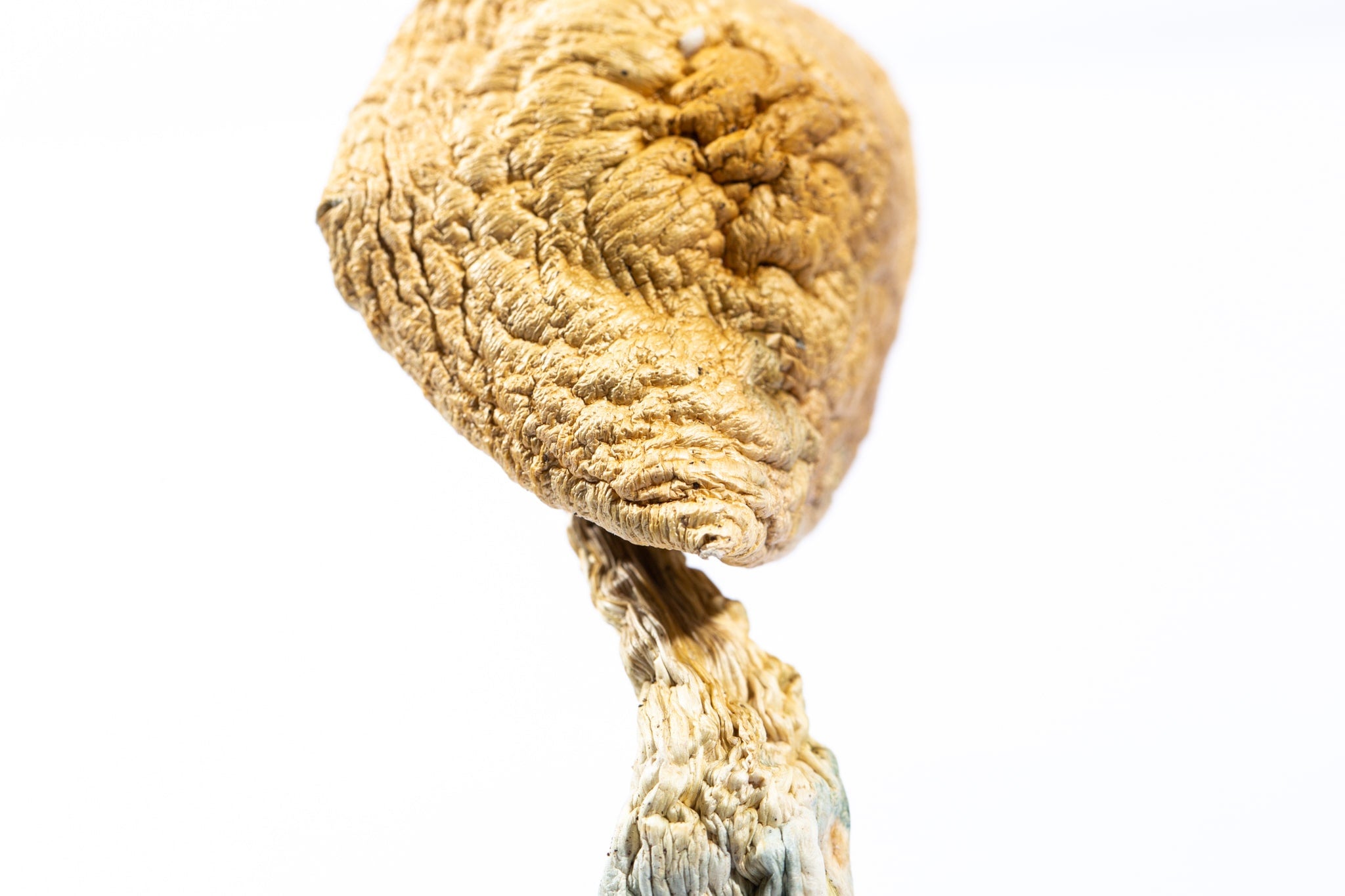 MUSHROOM-16-min.jpg