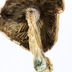 MUSHROOM-02-min-150×150-1.jpg