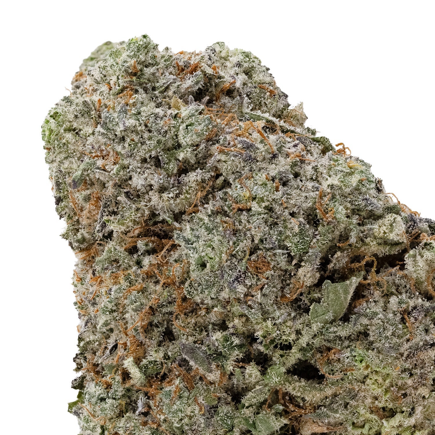 BlackDomina-04-2.jpg