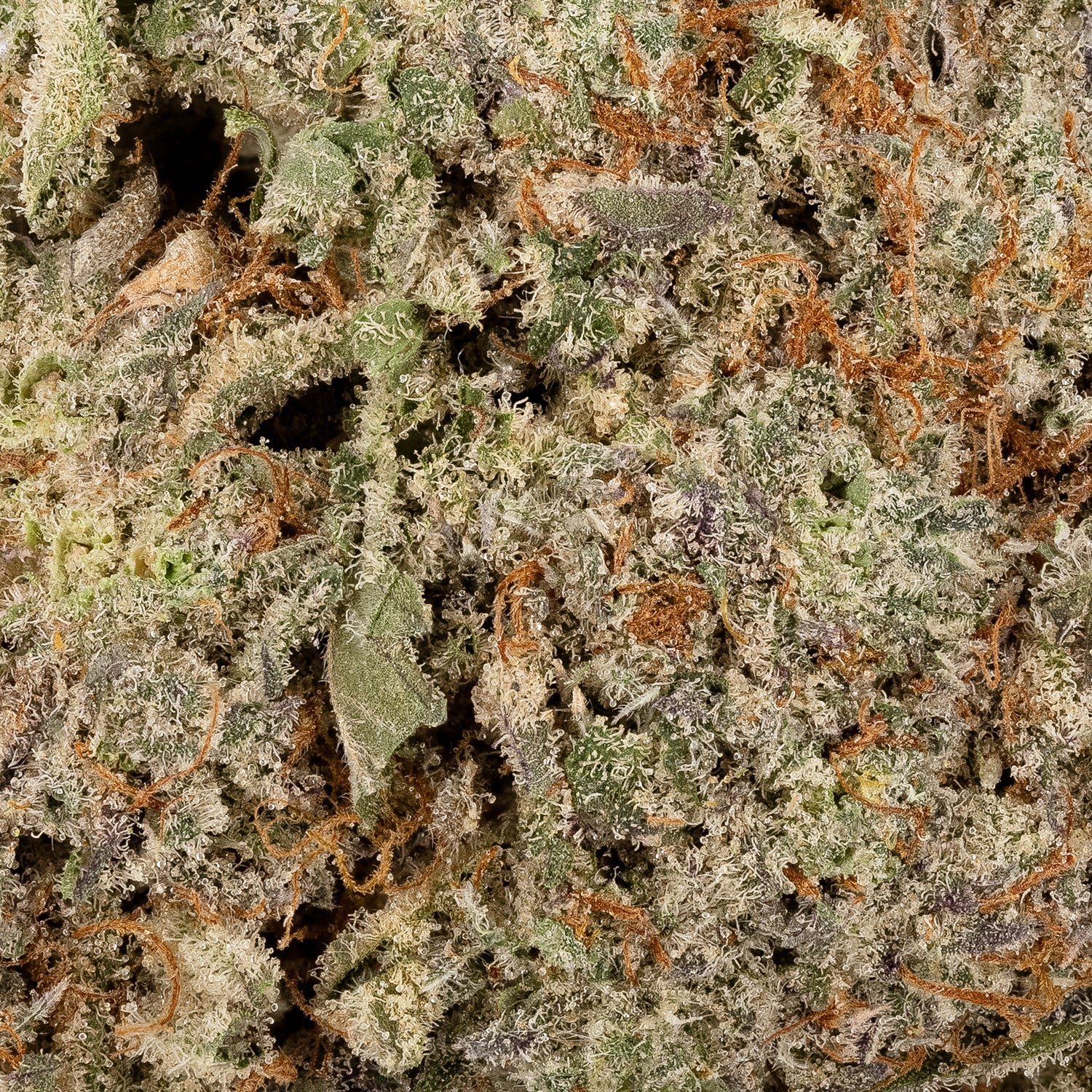 BlackDomina-05-2.jpg