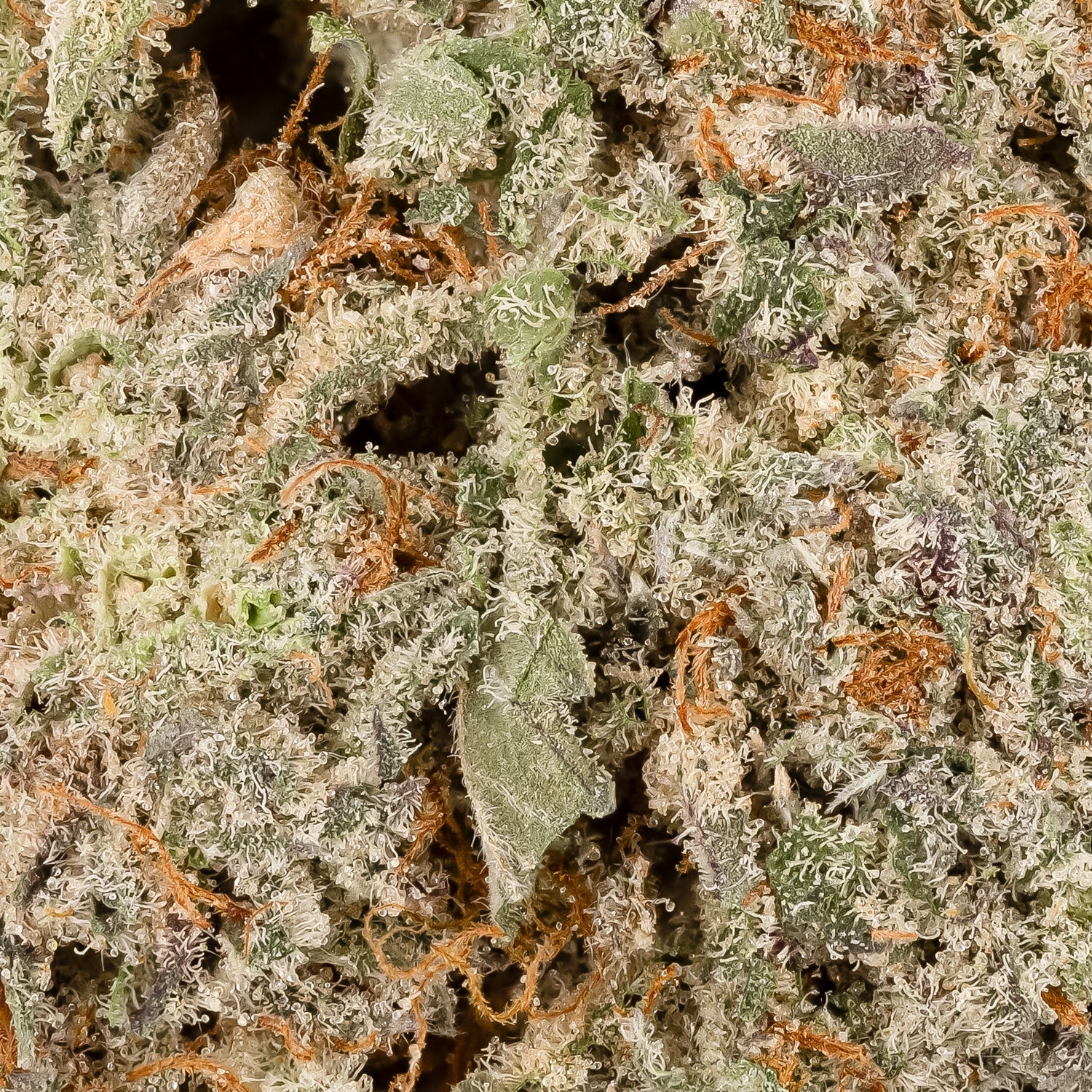 BlackDomina-06-2.jpg