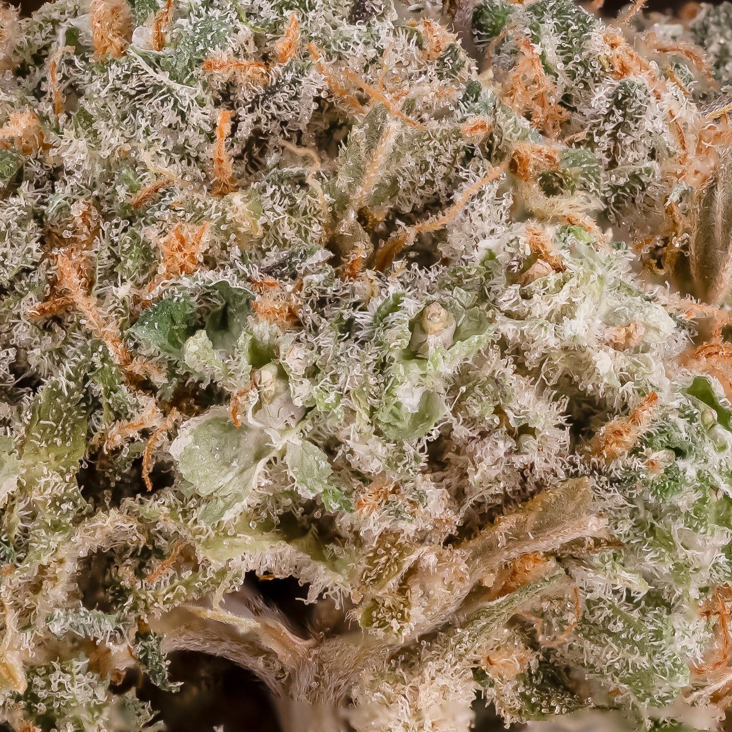 MAC1-LuckyFarms-03.jpg