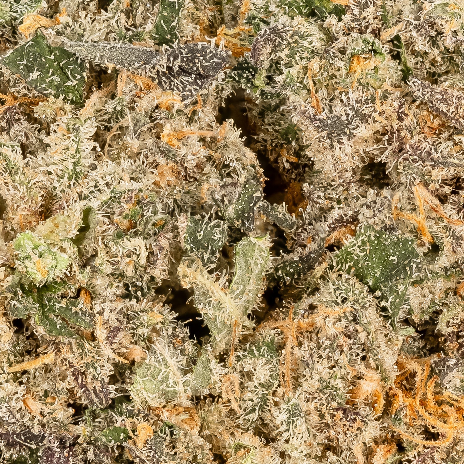 Zkittlez-06.jpg