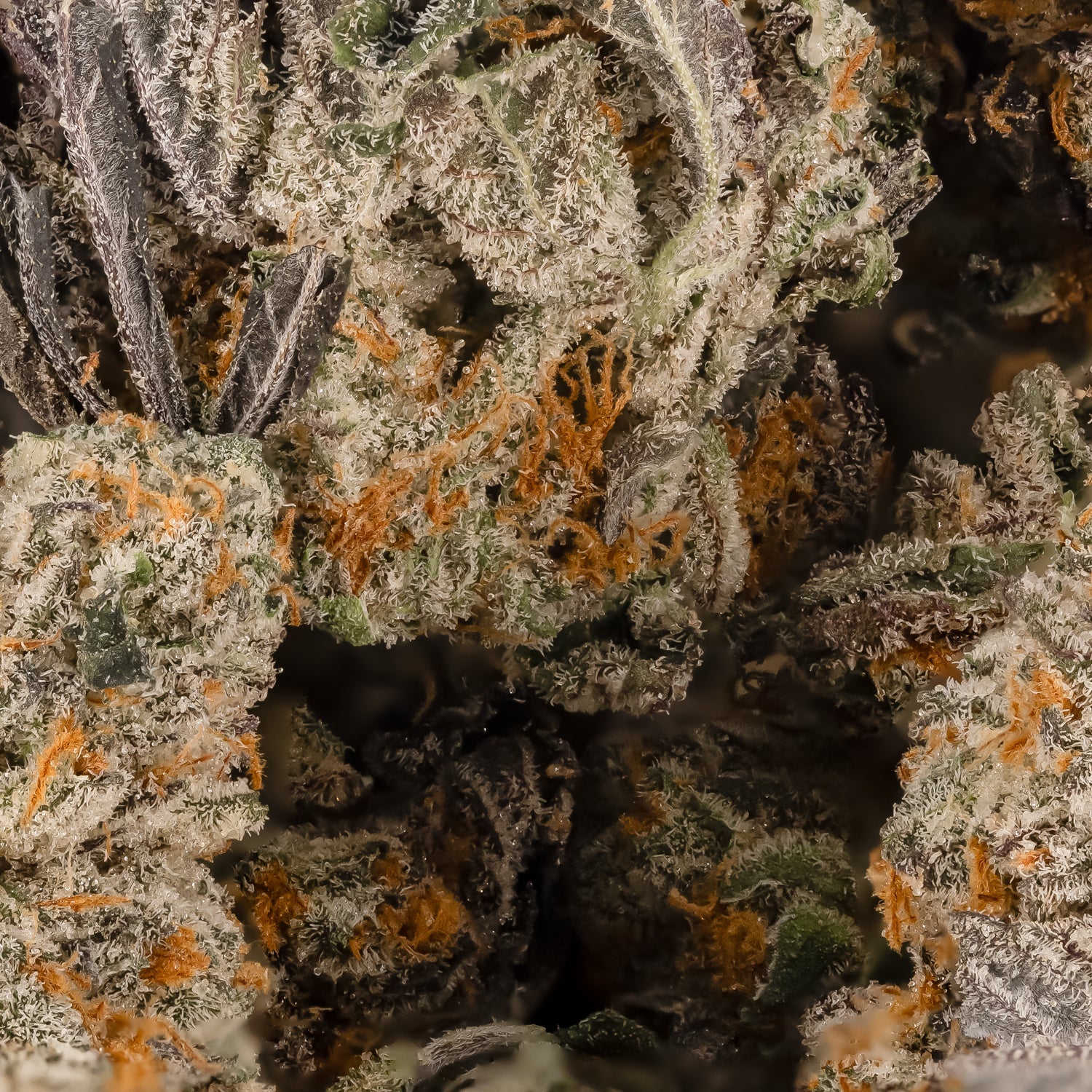 PeanutButterRockstar-LuckyFarms-03.jpg