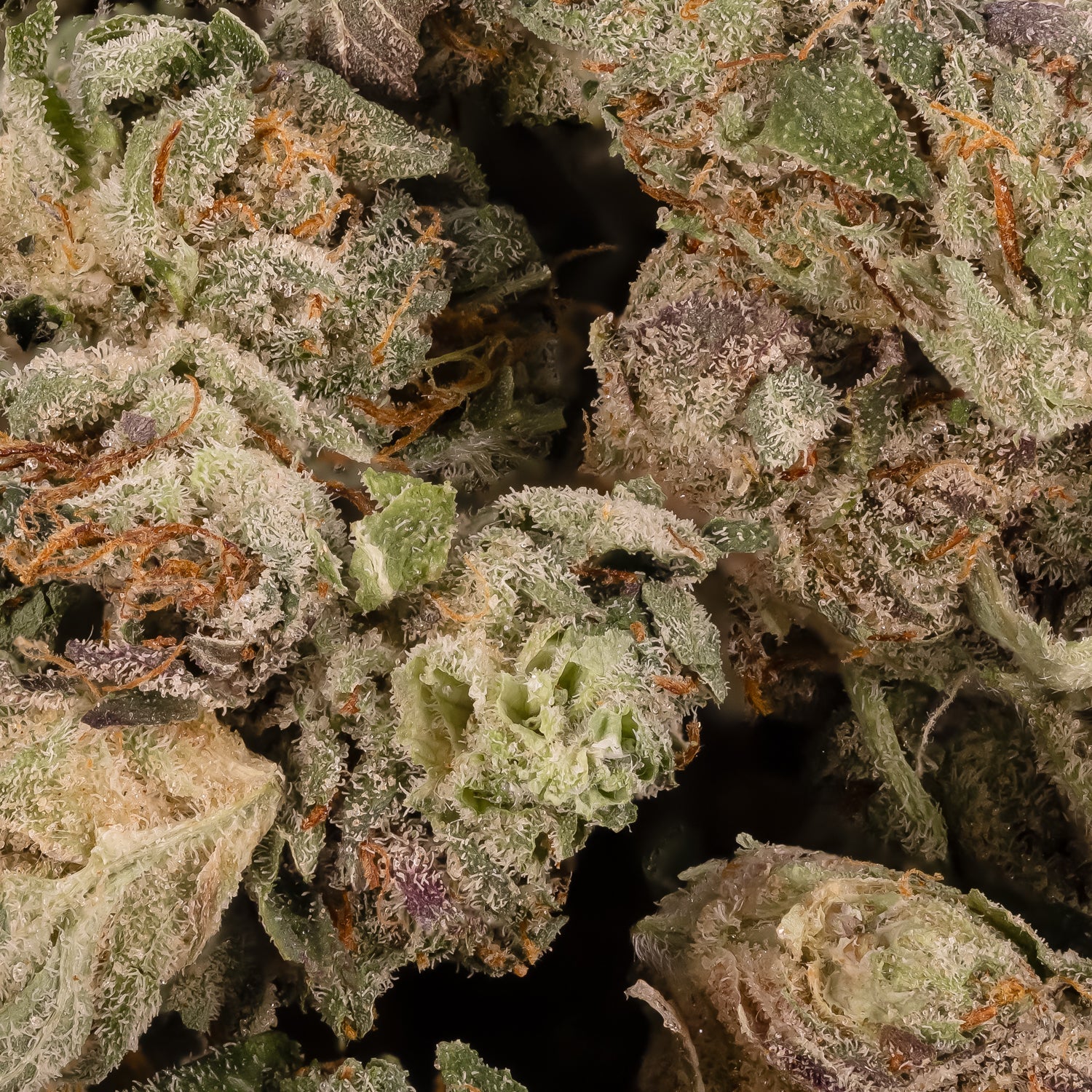 PinkKush-LuckyFarms-03.jpg