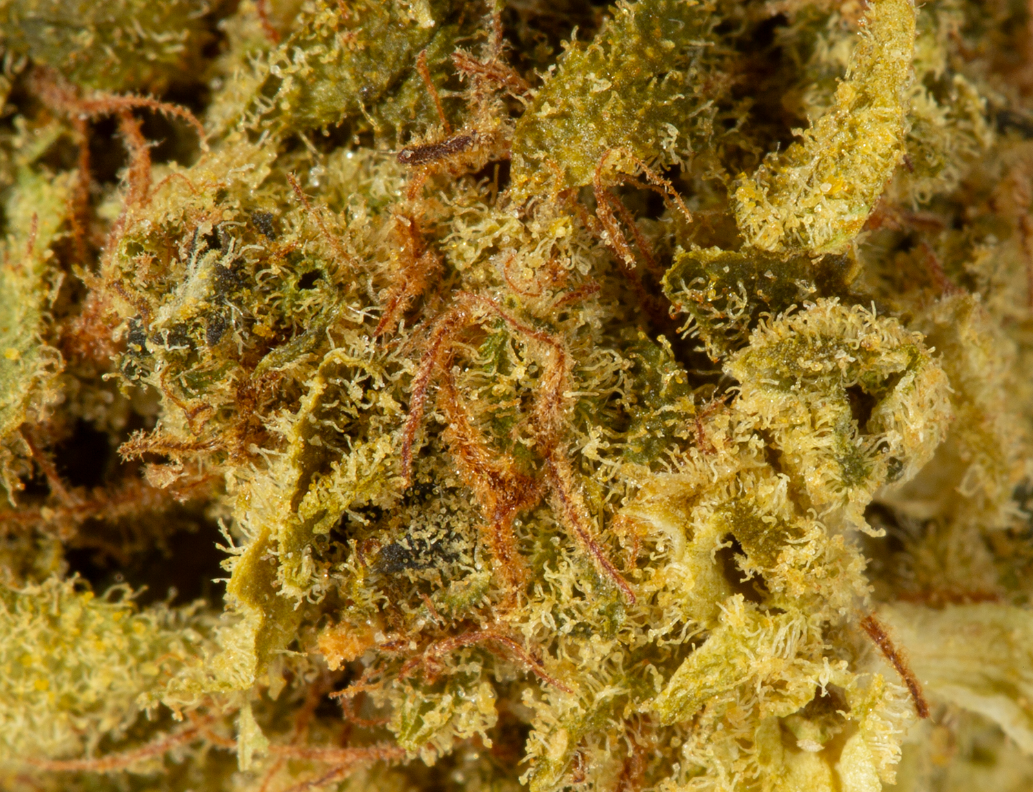 Jack-Herer-5.png