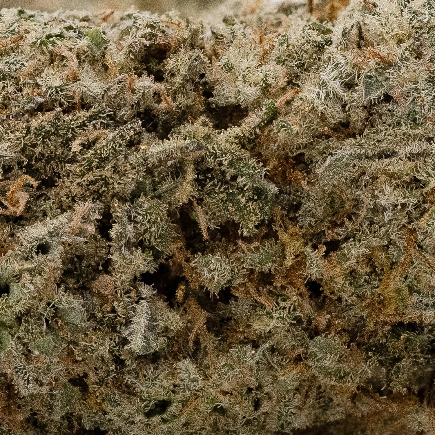 AppleFritter-LucktFarms-05