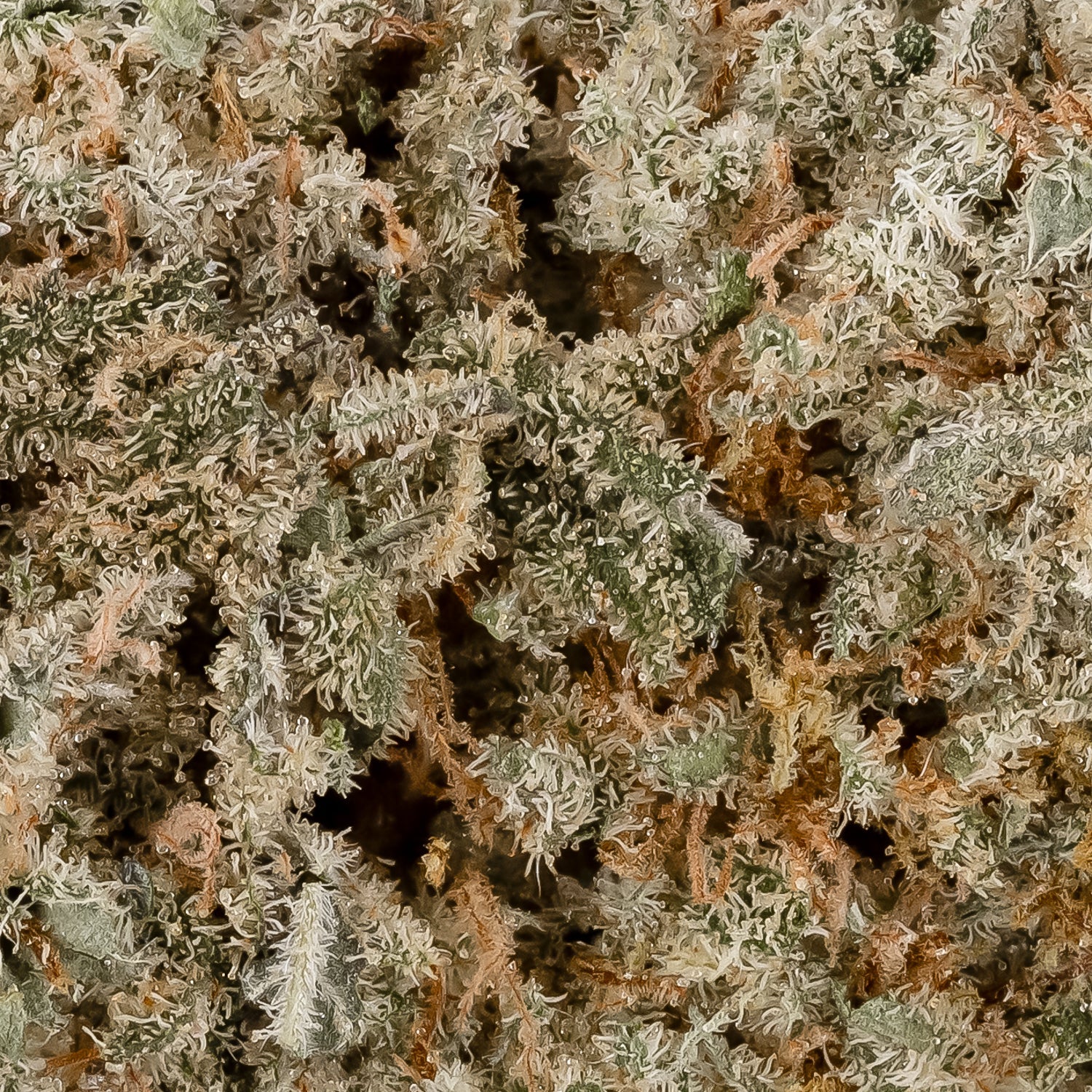 AppleFritter-LucktFarms-06