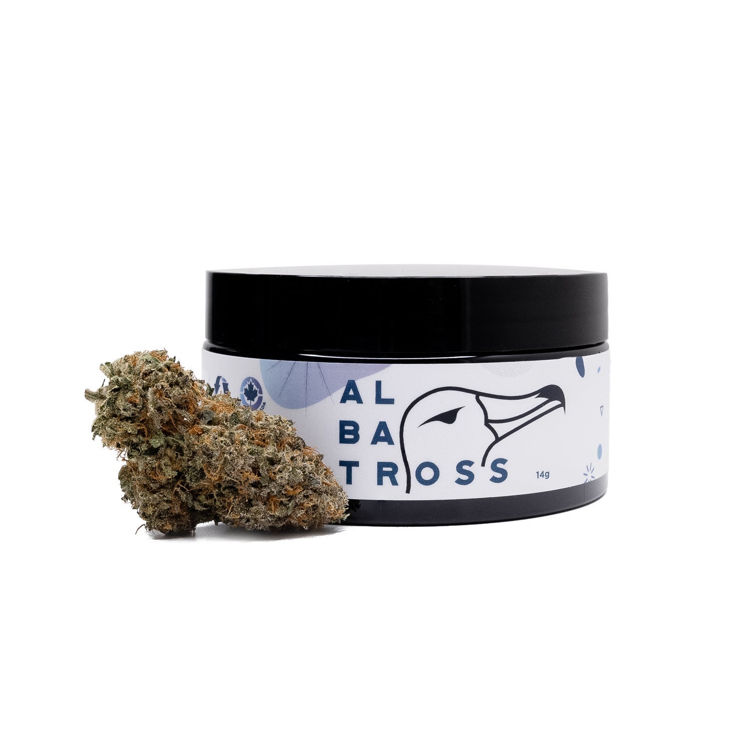 ApricotStomper-Albatross-07