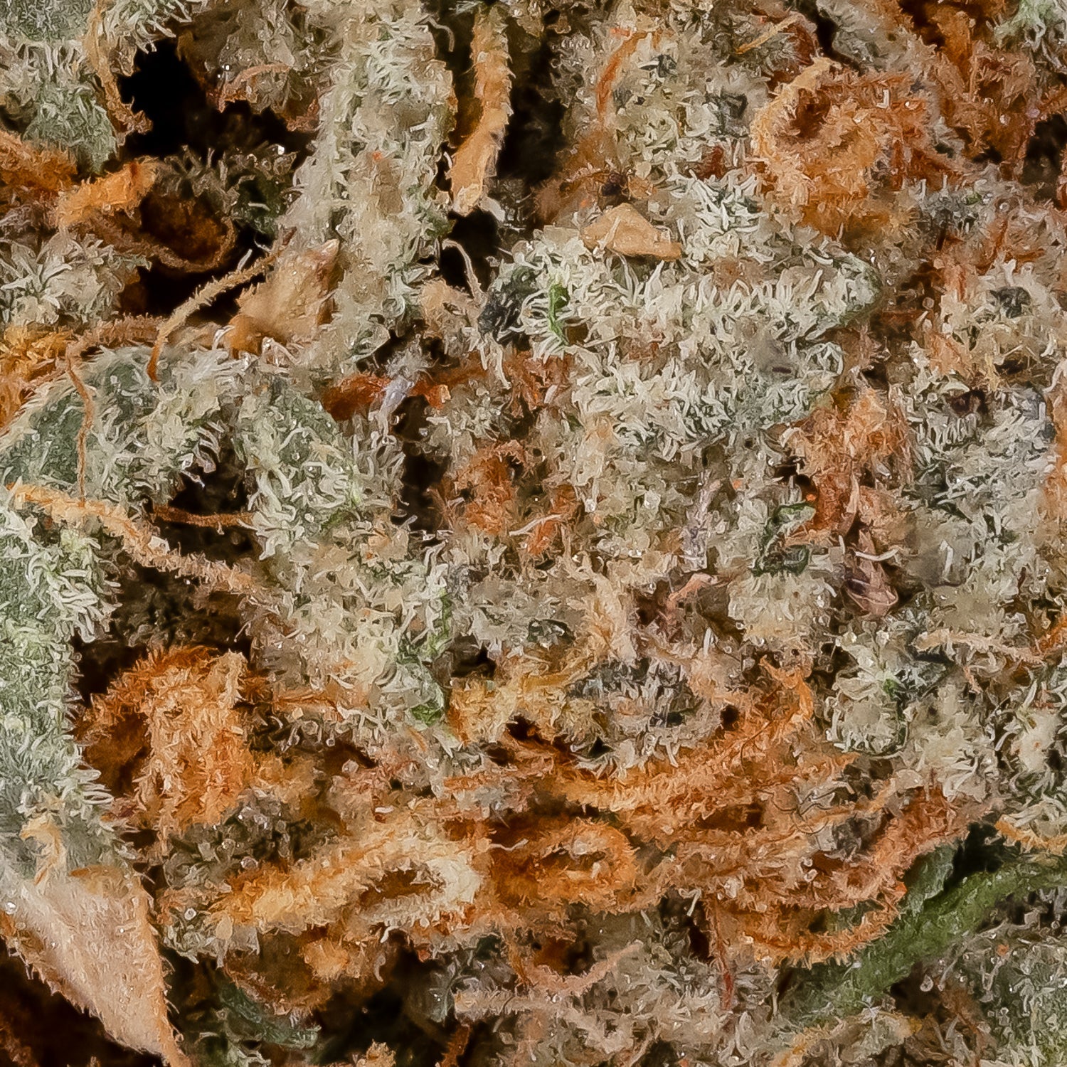 G13-LuckyFarms-06