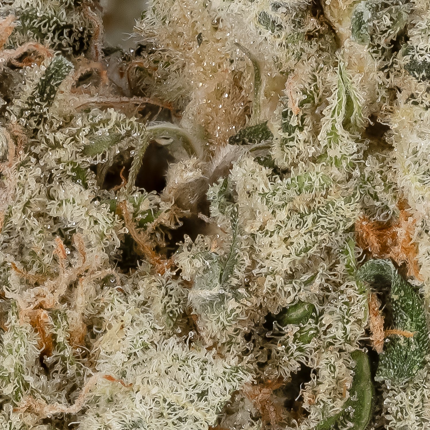 GreenCrackstar-LuckyFarms-06