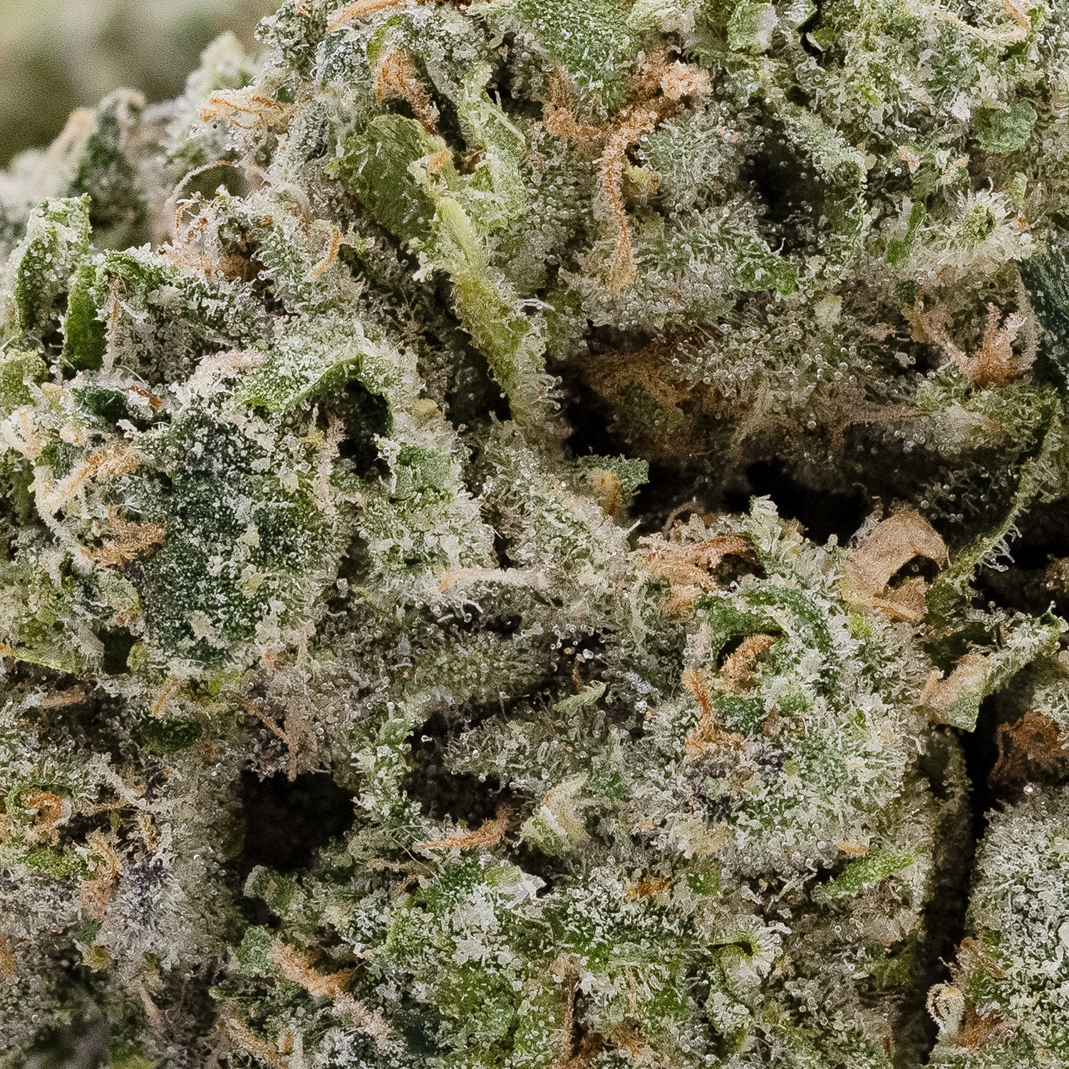 MysticCannabis-IceBomb-05