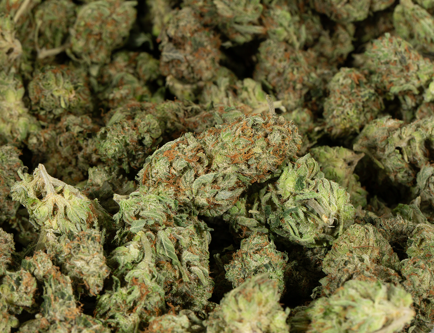 Purple-Bubba-6.png