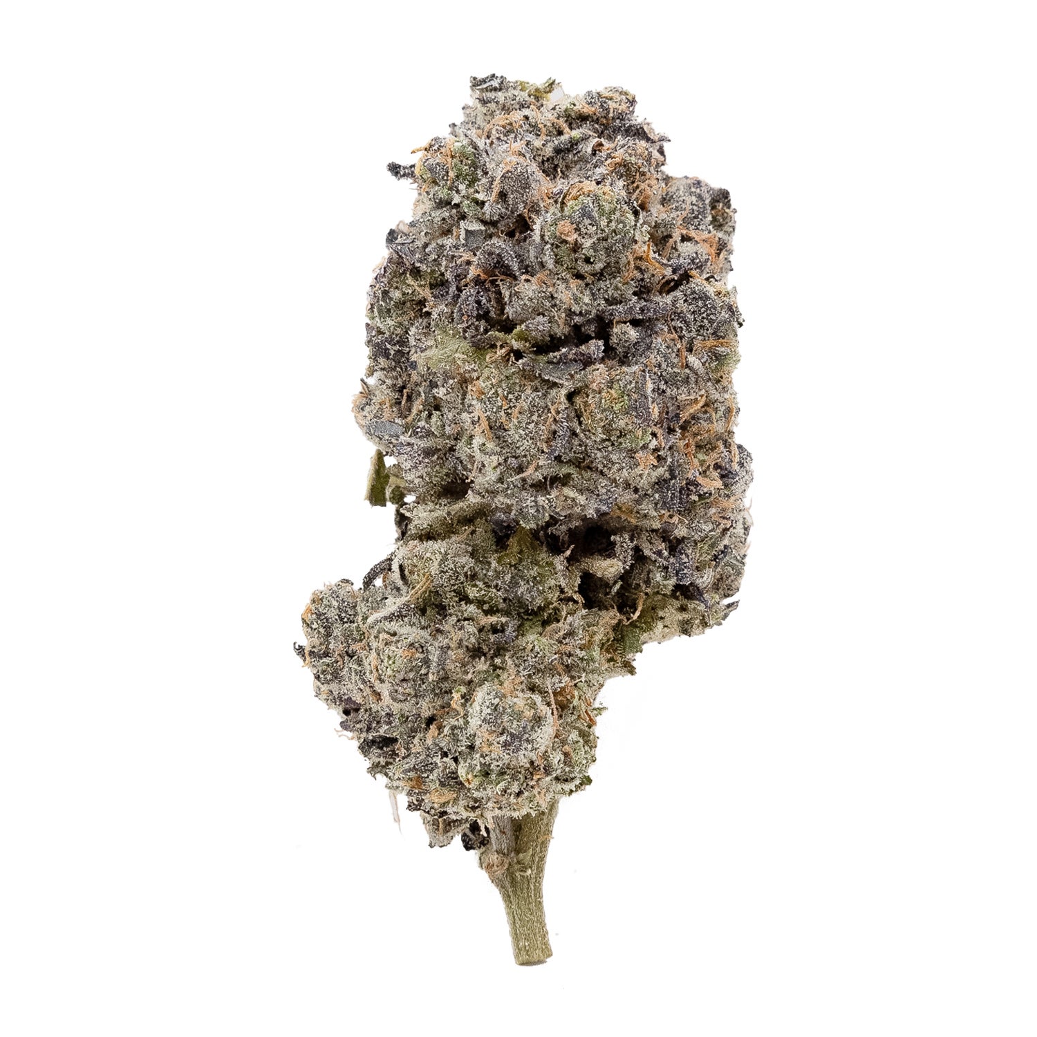 RainbowChip3-OsoFuego-03