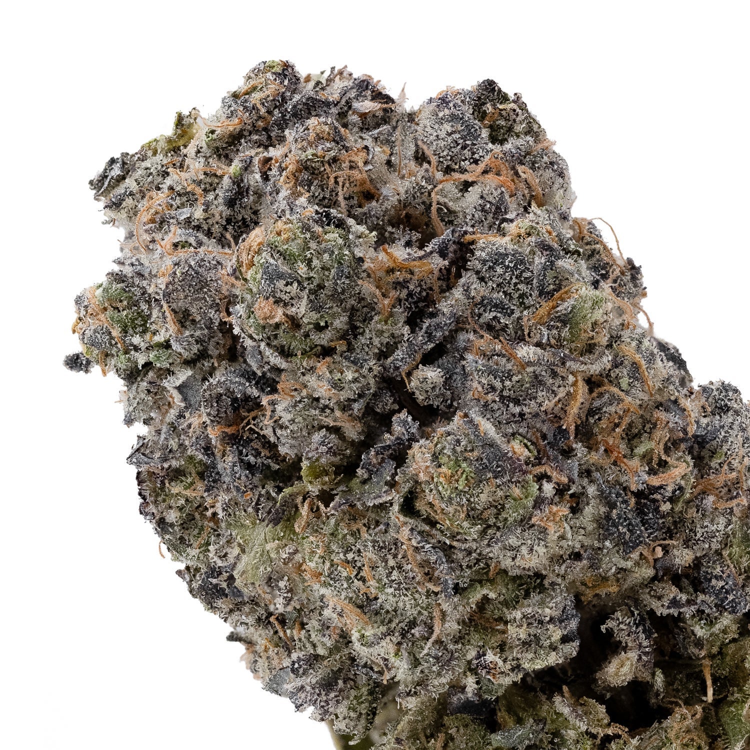 RainbowChip3-OsoFuego-04