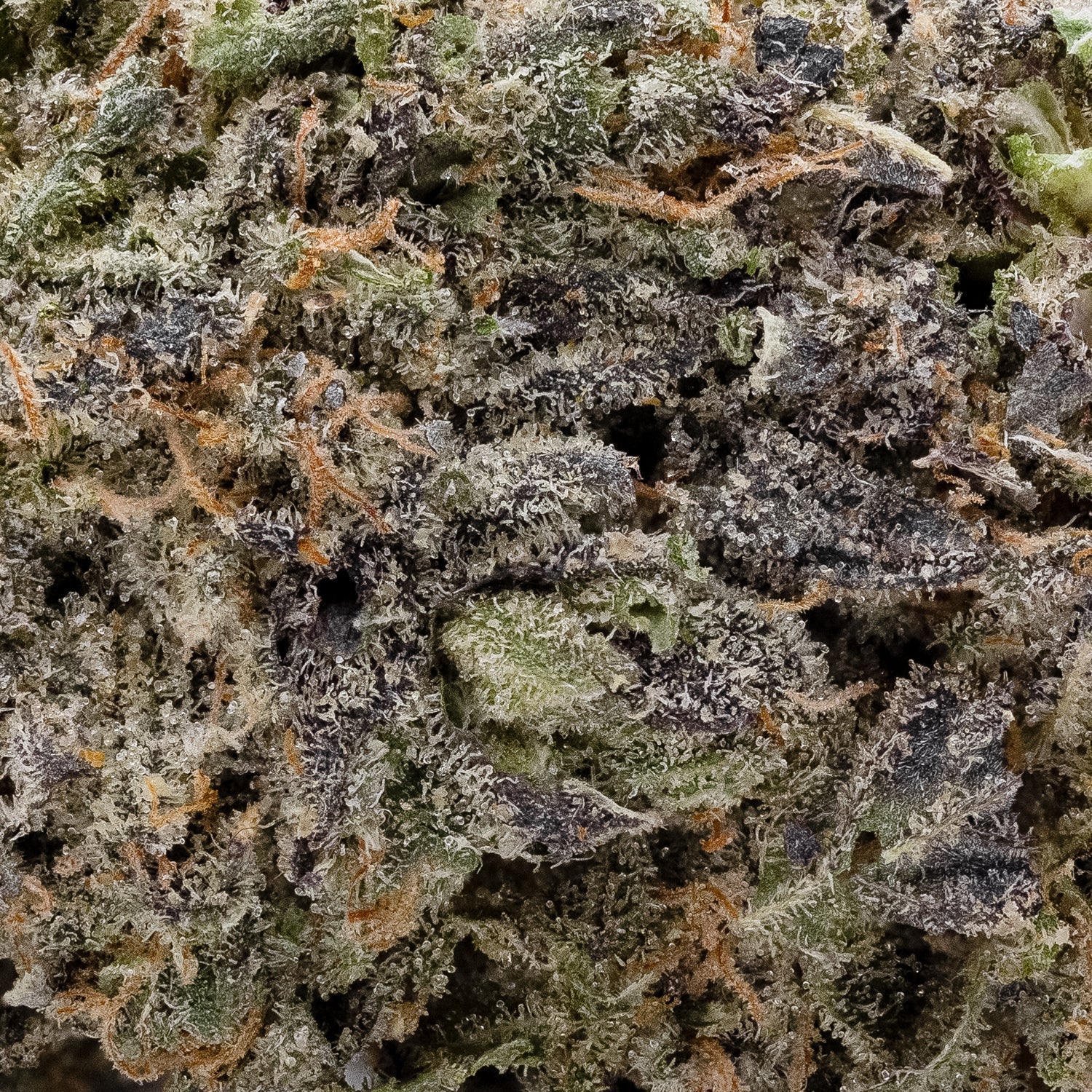 RainbowChip3-OsoFuego-05