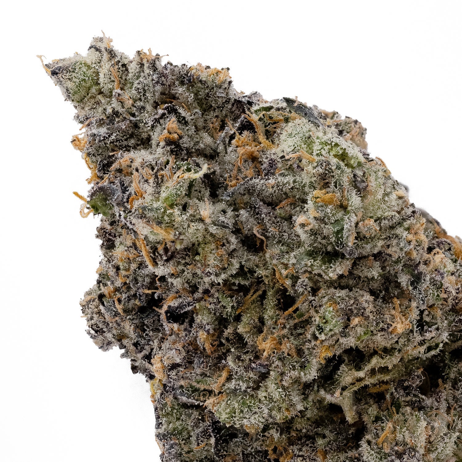 RainbowChip4-OsoFuego-05 (2)