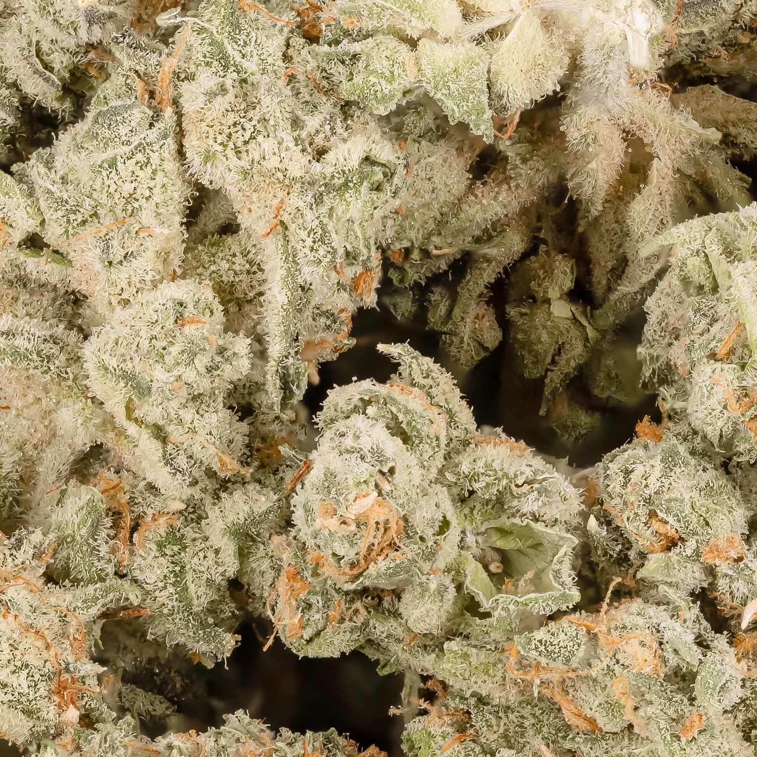 RockstarSmalls-LuckyFarms-03