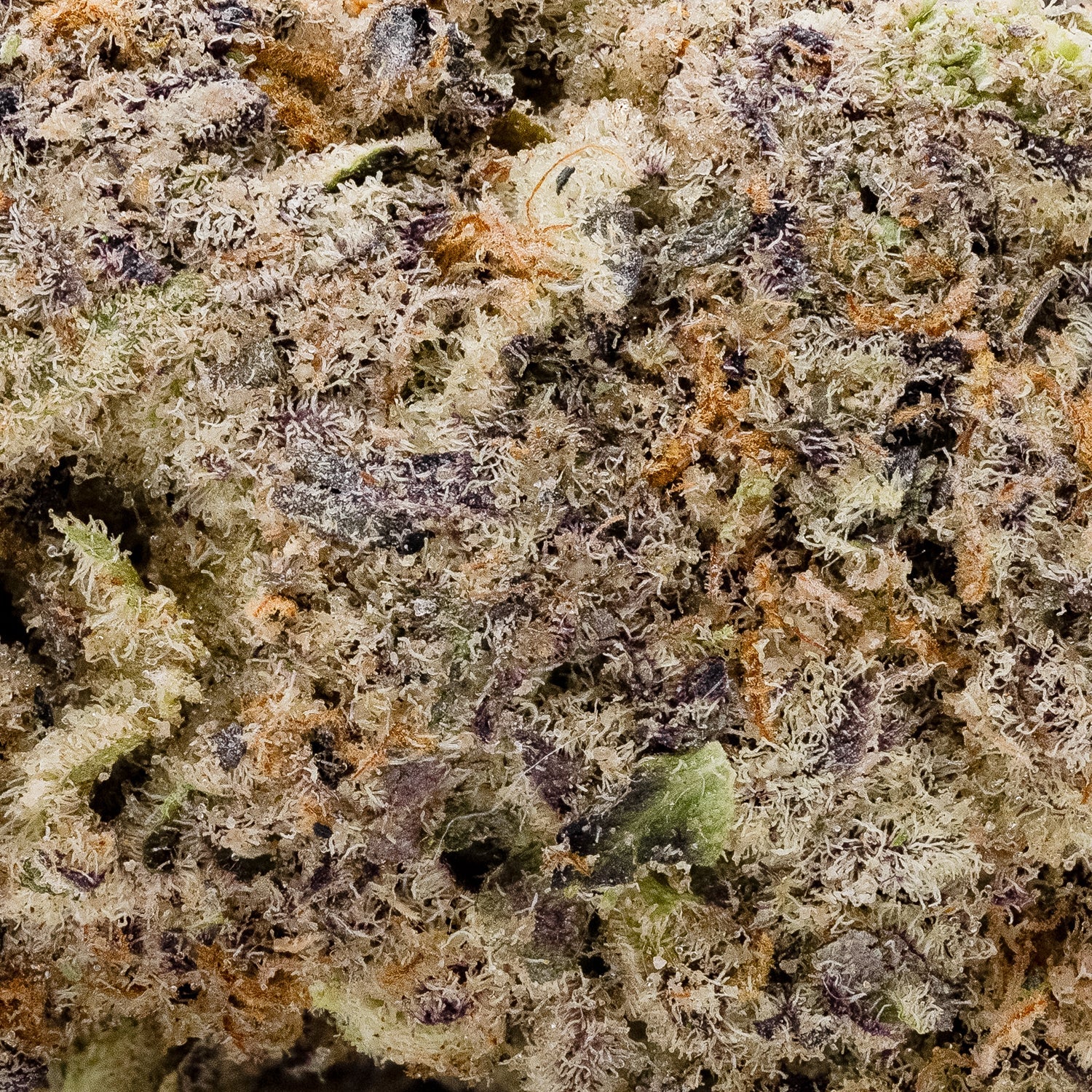 StrawberryCream-OsoFuego-05