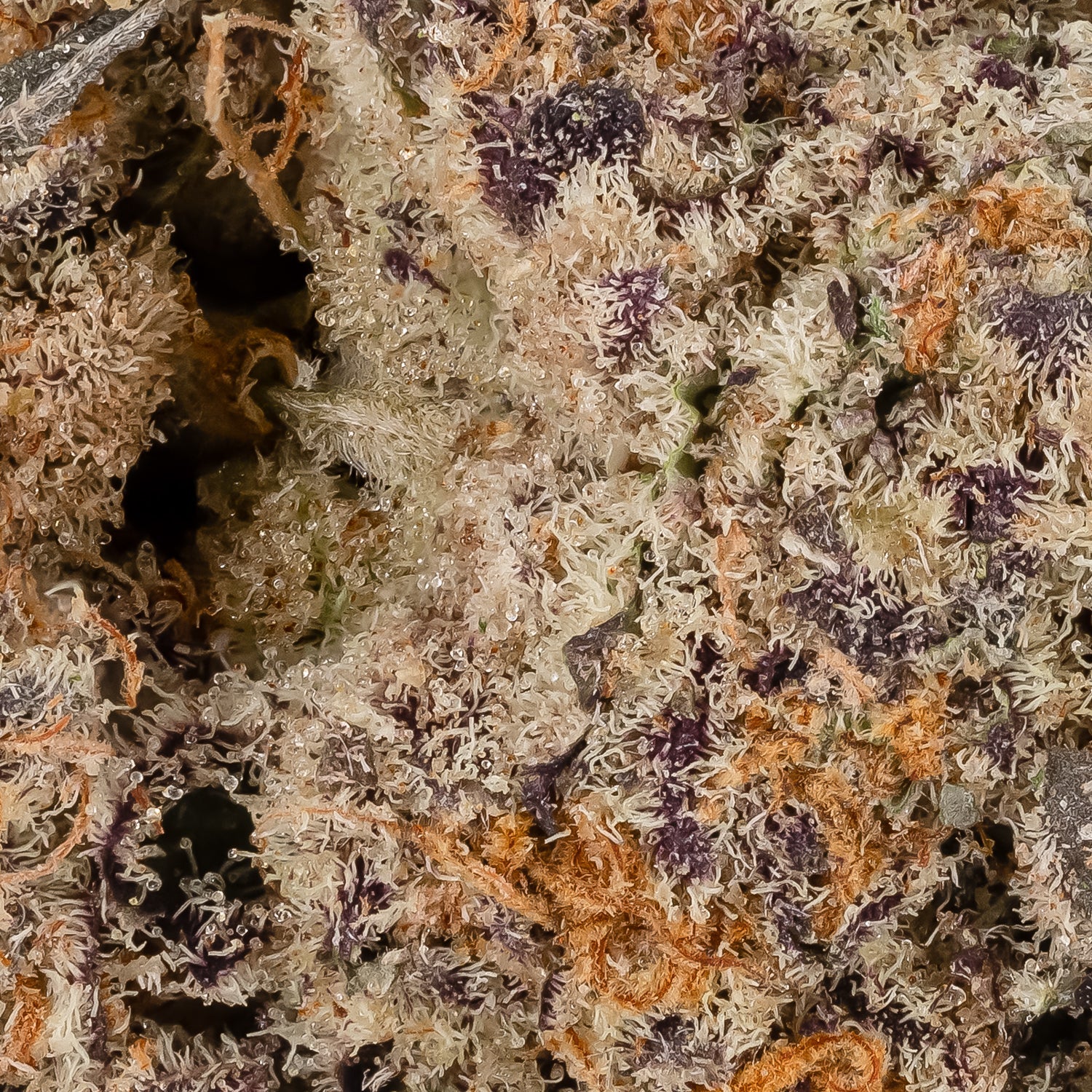 StrawberryCream-OsoFuego-06