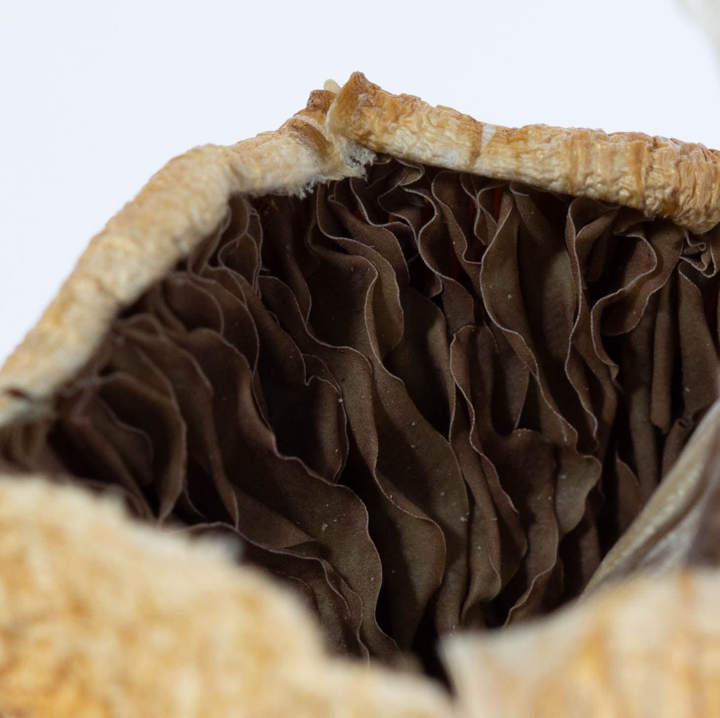 Zed-Dried-Mushroom-3-min.jpg